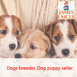 Dog seller Mr. Rahul Chandra in Raiganj